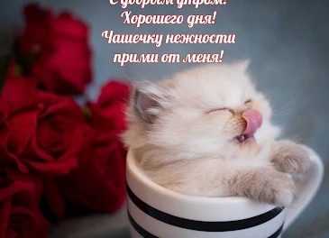 Пожелания доброго настроения — прикольные и душевные😊